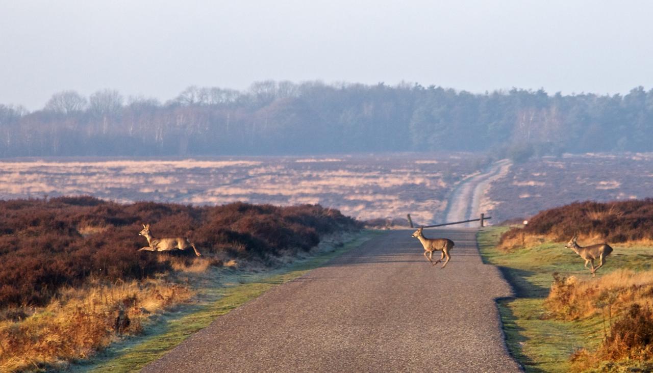 Postillion Amersfoort Veluwemeer 4* Putten